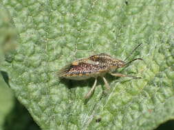 Image of African cluster bug