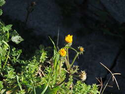 Picris hieracioides subsp. hieracioides resmi