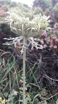 Image of Daucus carota subsp. gummifer (Syme) Hook. fil.