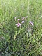 Image of soapwort