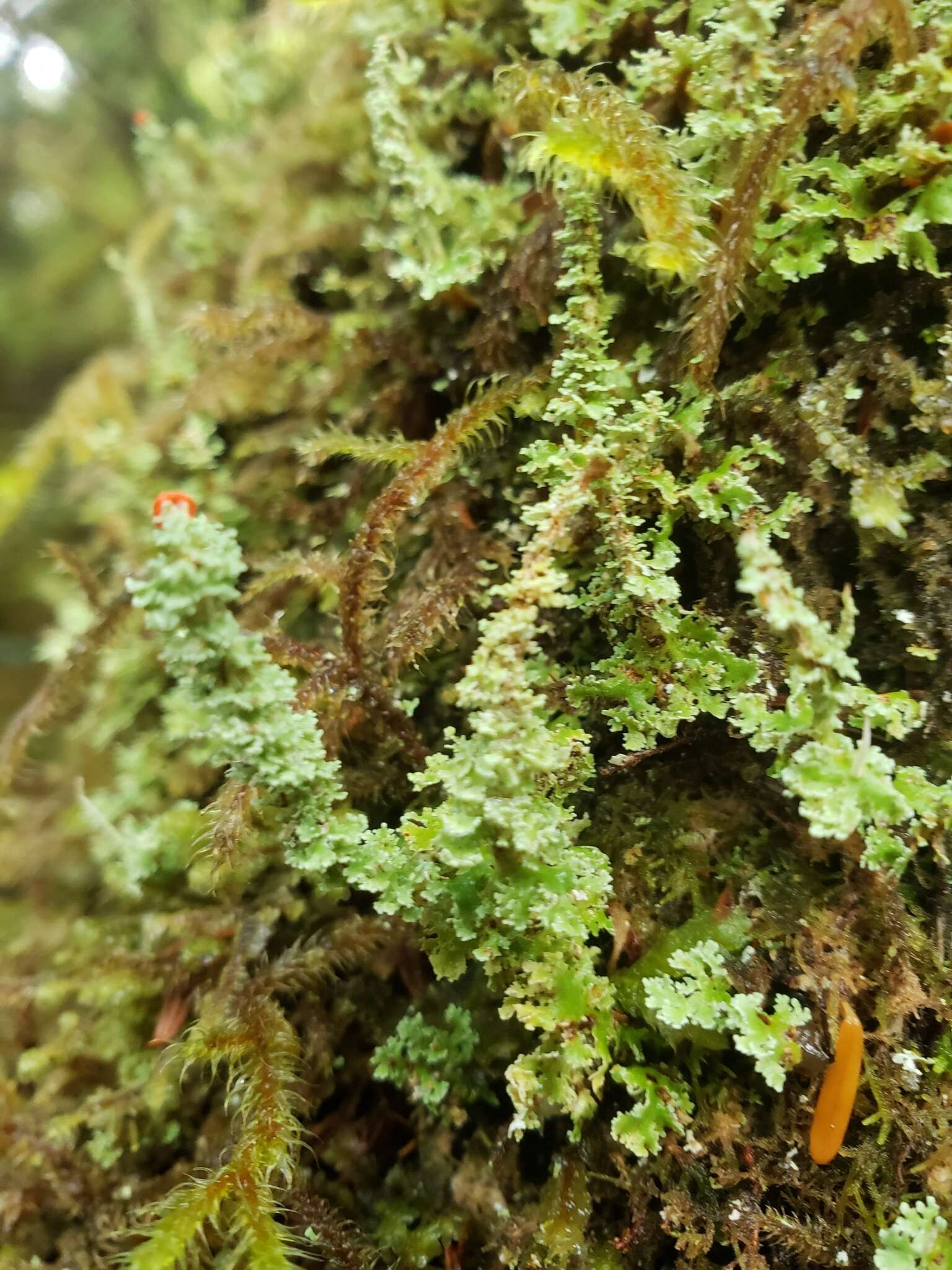 صورة Cladonia bellidiflora (Ach.) Schaer.