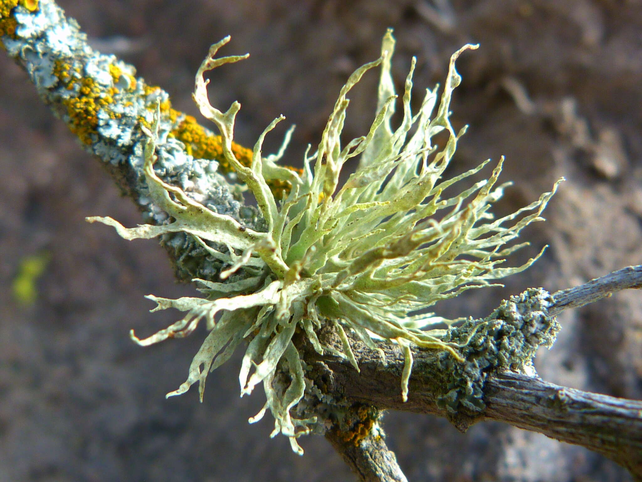 Imagem de Ramalina subleptocarpha Rundel & Bowler