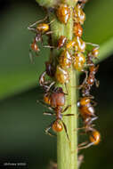 Image of <i>Pheidole xanthogaster</i>