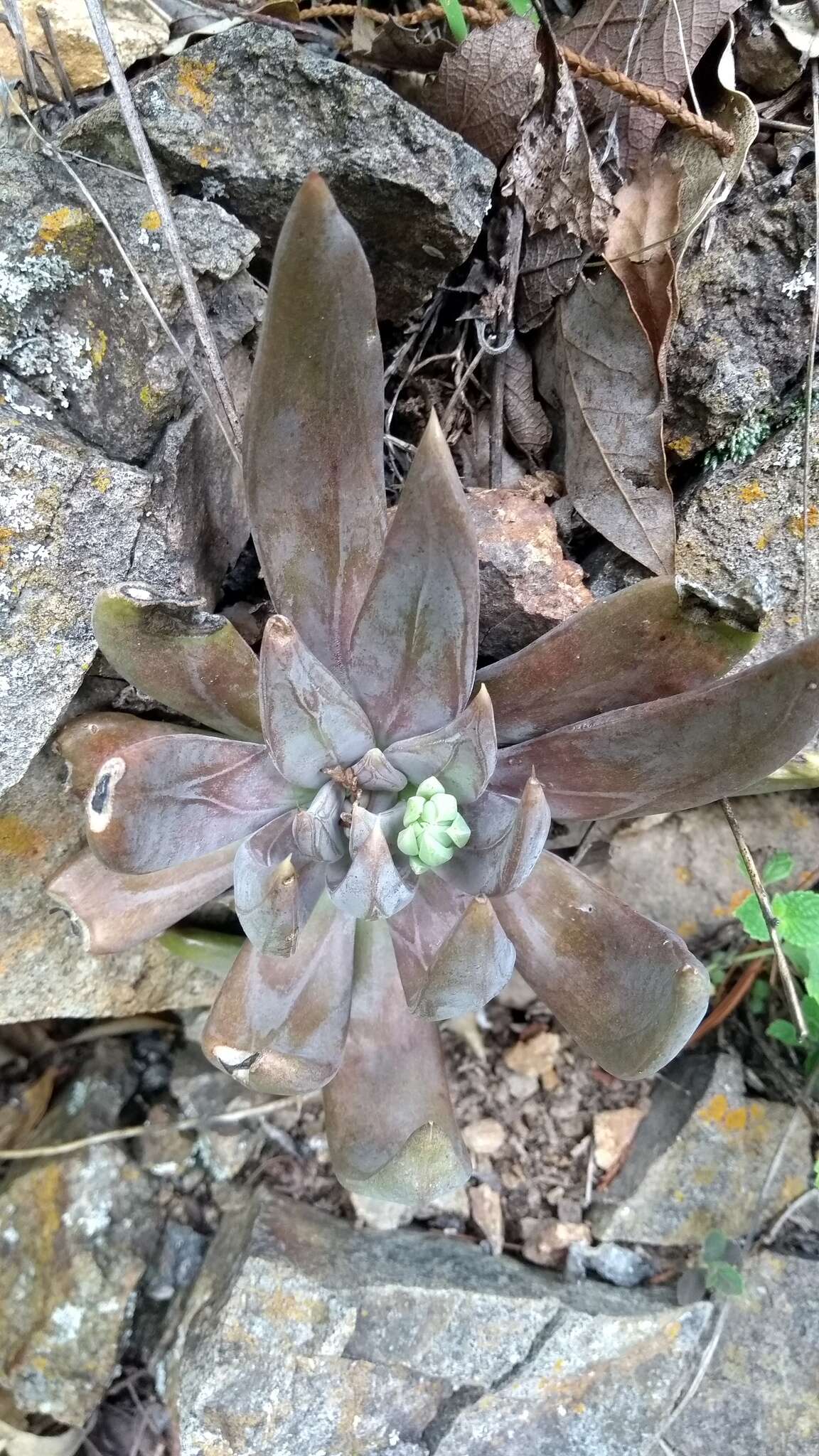 Image of Echeveria craigiana Walther