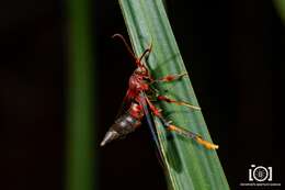 Image of Ash/Lilac Borers