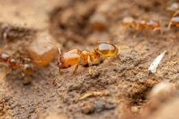 Pheidole pilifera (Roger 1863)的圖片