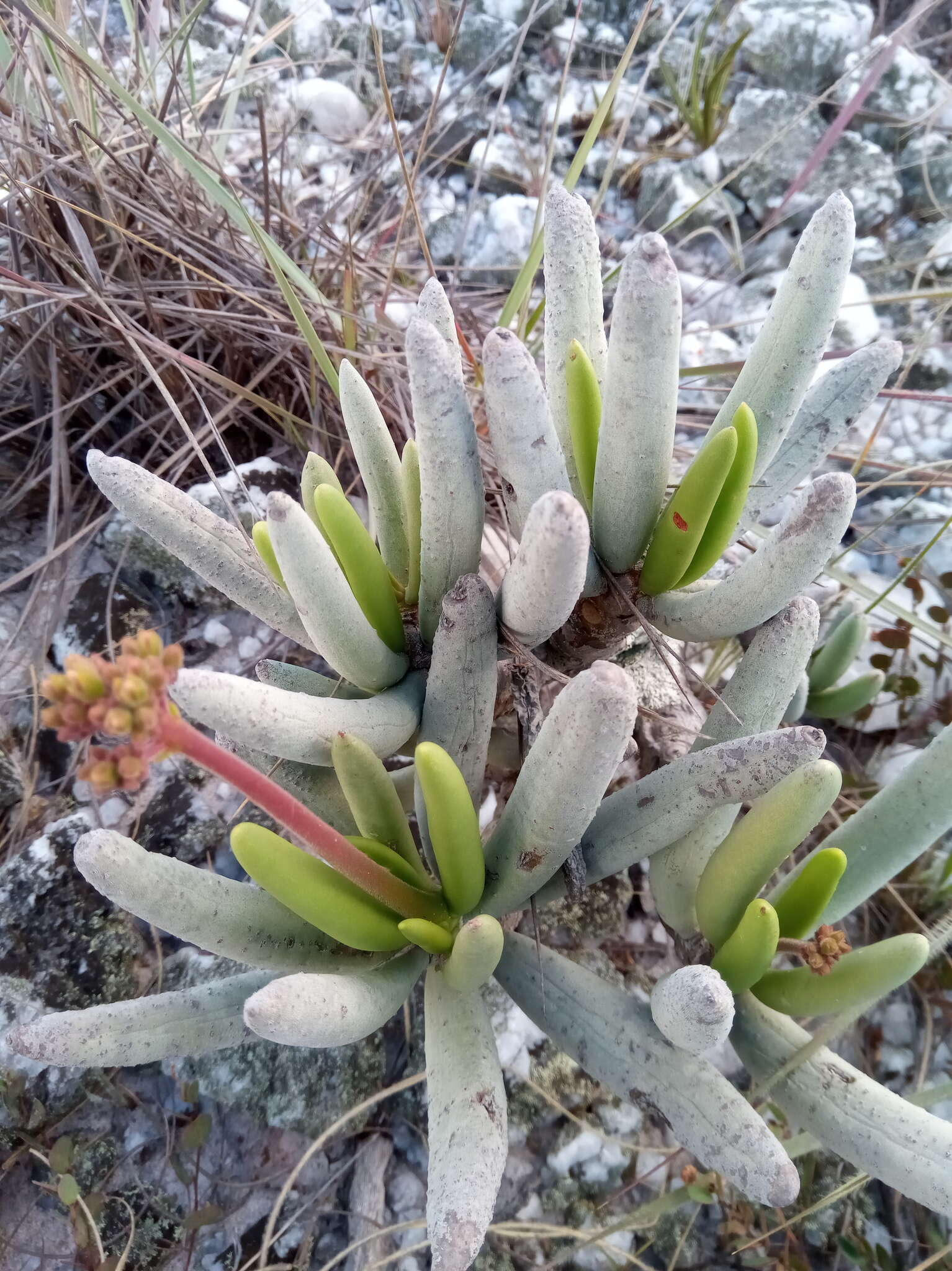 Image of Kalanchoe bitteri