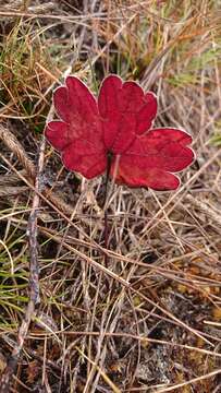 Image of Geranium multiceps Turcz.