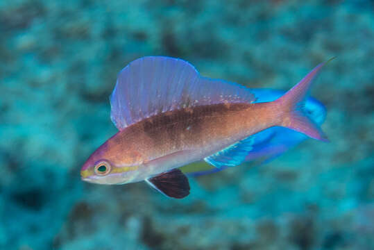 Image de Rabaulichthys altipinnis Allen 1984