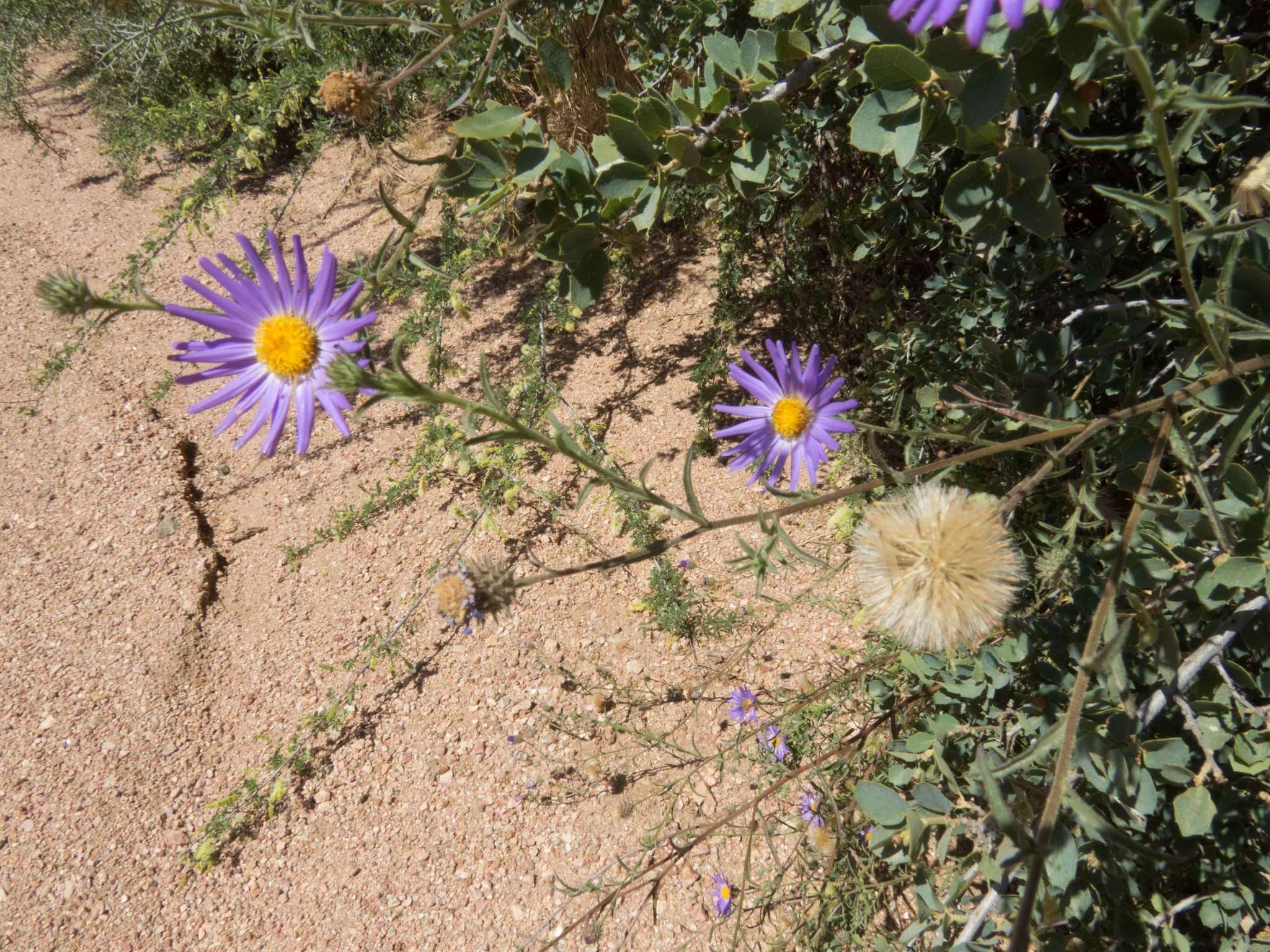 Image de Dieteria asteroides Torr.