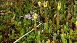 Image of Coprosma perpusilla Colenso