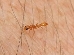 Image of Pseudomyrmex pallidus (Smith 1855)