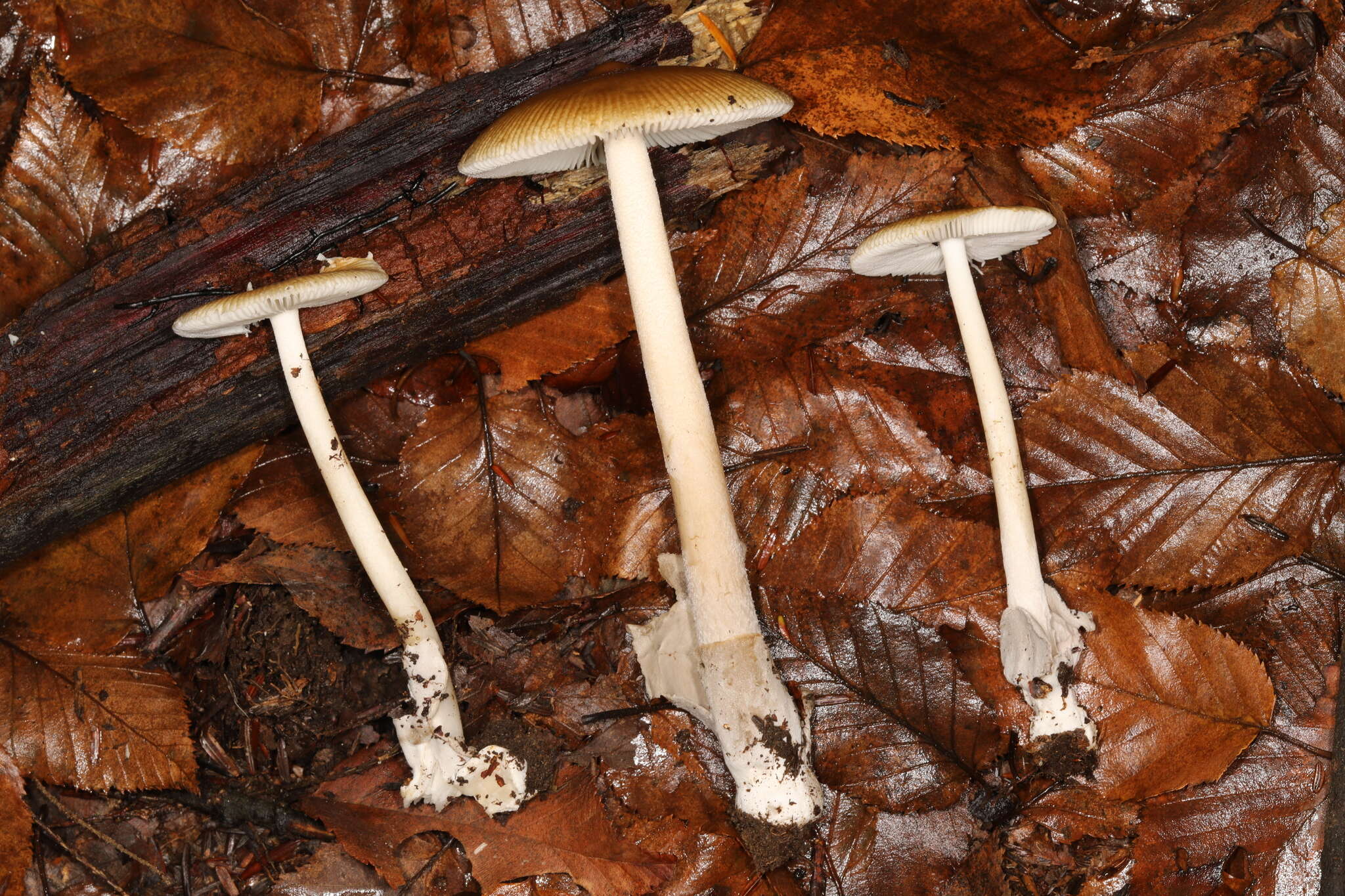 Image of Amanita sinicoflava Tulloss 1988