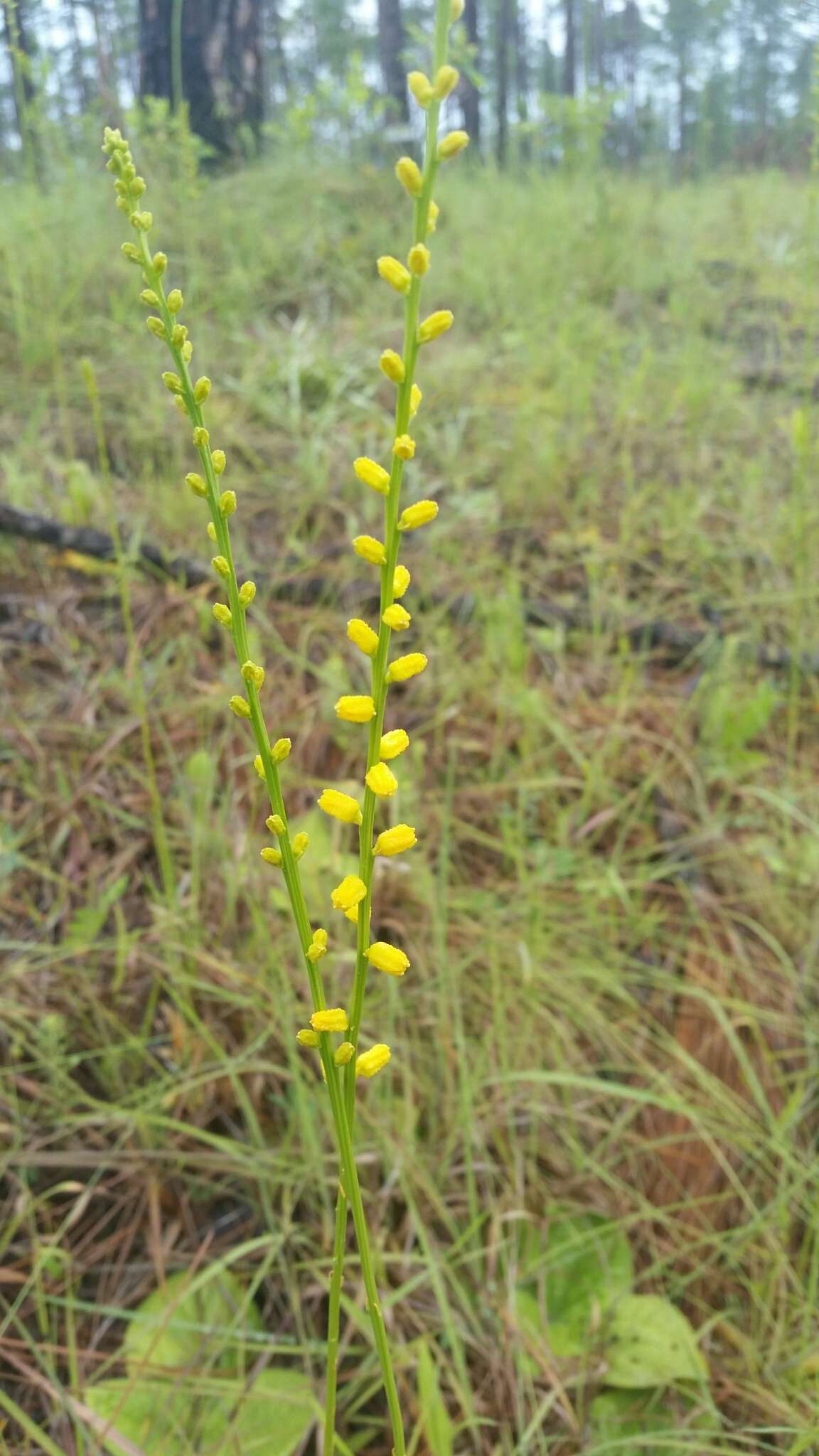 Image of golden colicroot