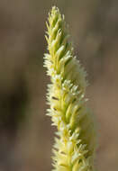 Image of Western Ladies'-Tresses