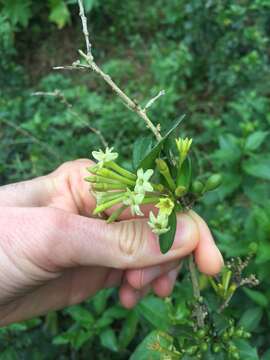 Image of Cestrum euanthes Schltdl.