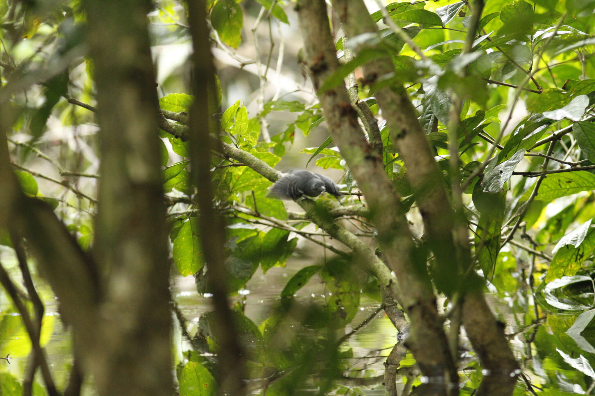 Image of Long-winged Antwren