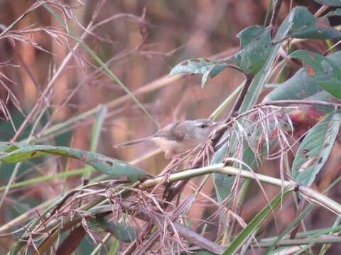 Image of Tawny-flanked Prinia