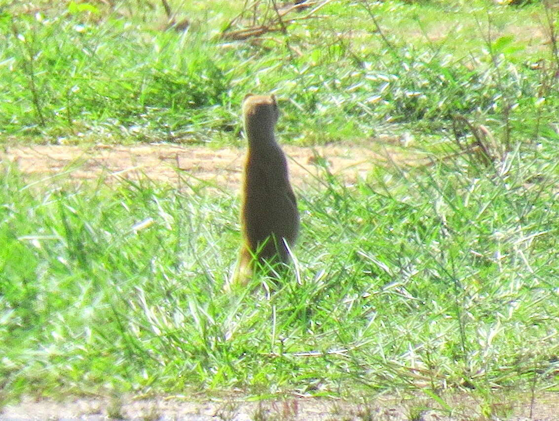 Image of Yellow Mongoose