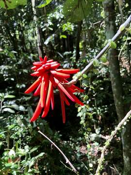 Image of Erythrina costaricensis Micheli