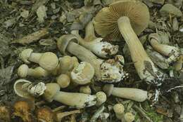 Image of Agrocybe flexuosipes (Peck) Beker & U. Eberh.