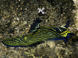 Image of Tyrannodoris Willan & Y.-W. Chang 2017