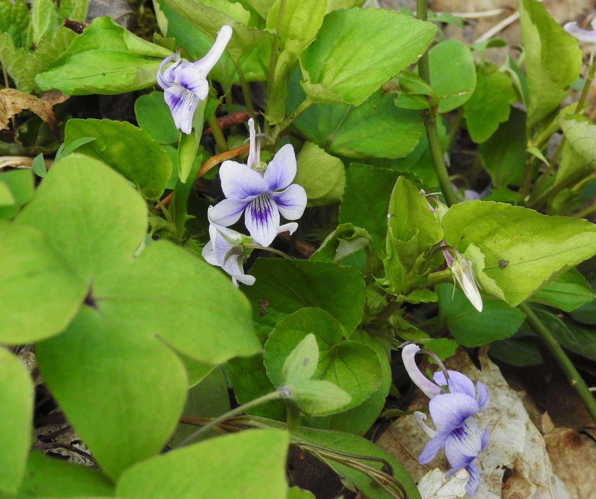 Imagem de Viola rostrata Pursh