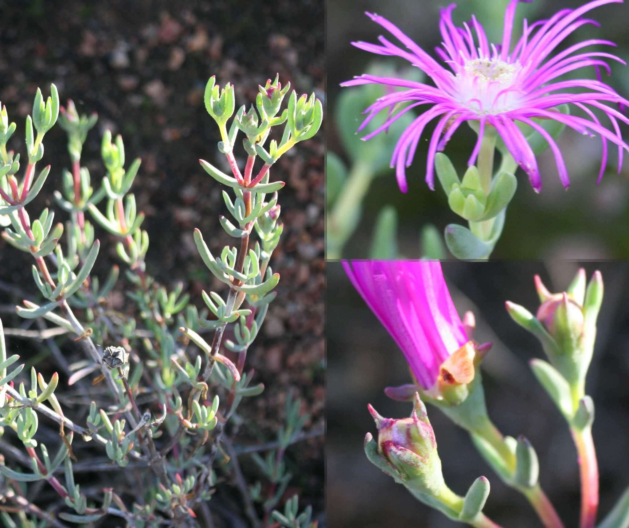 Image of Lampranthus affinis L. Bol.