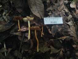 صورة Inocybe cryptocystis D. E. Stuntz 1954