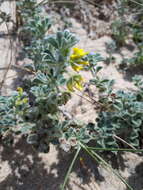 Plancia ëd Medicago marina L.