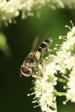 Leucozona laternaria (Muller 1776) resmi