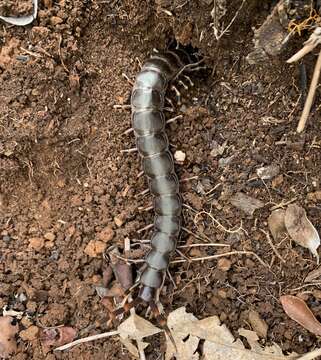 Image of Scolopendra galapagoensis Bollman 1889