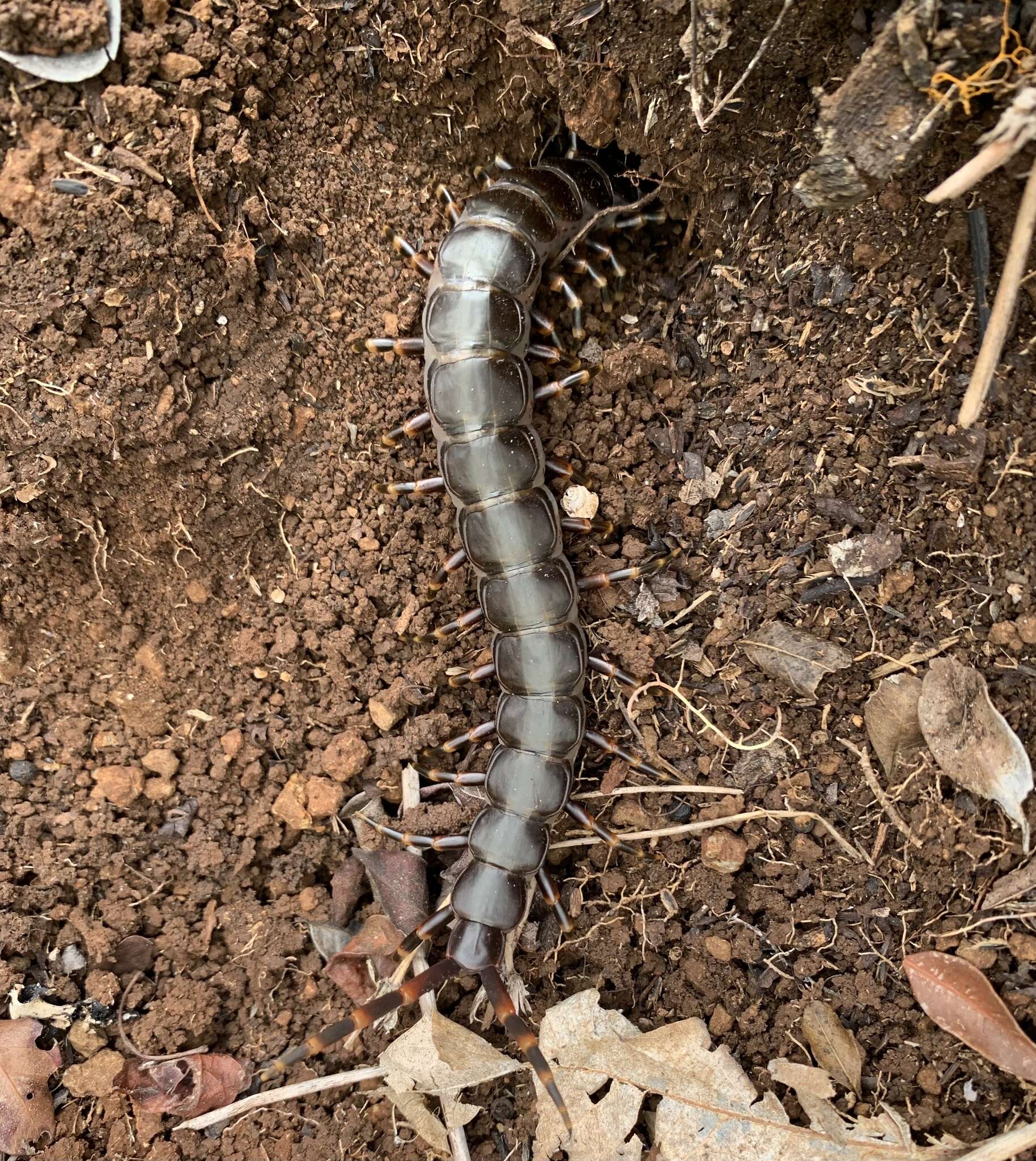 Imagem de Scolopendra galapagoensis Bollman 1889