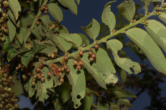 Phyllanthus salviifolius Kunth的圖片