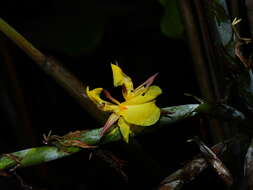 Plancia ëd Ischnosiphon obliquus (Rudge) Körn.