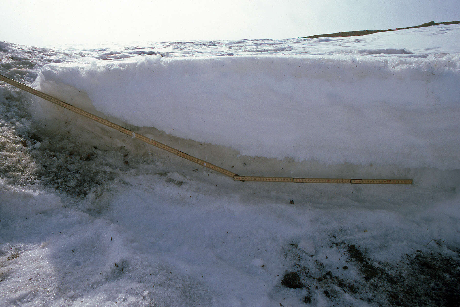 Image of Arctic Hare