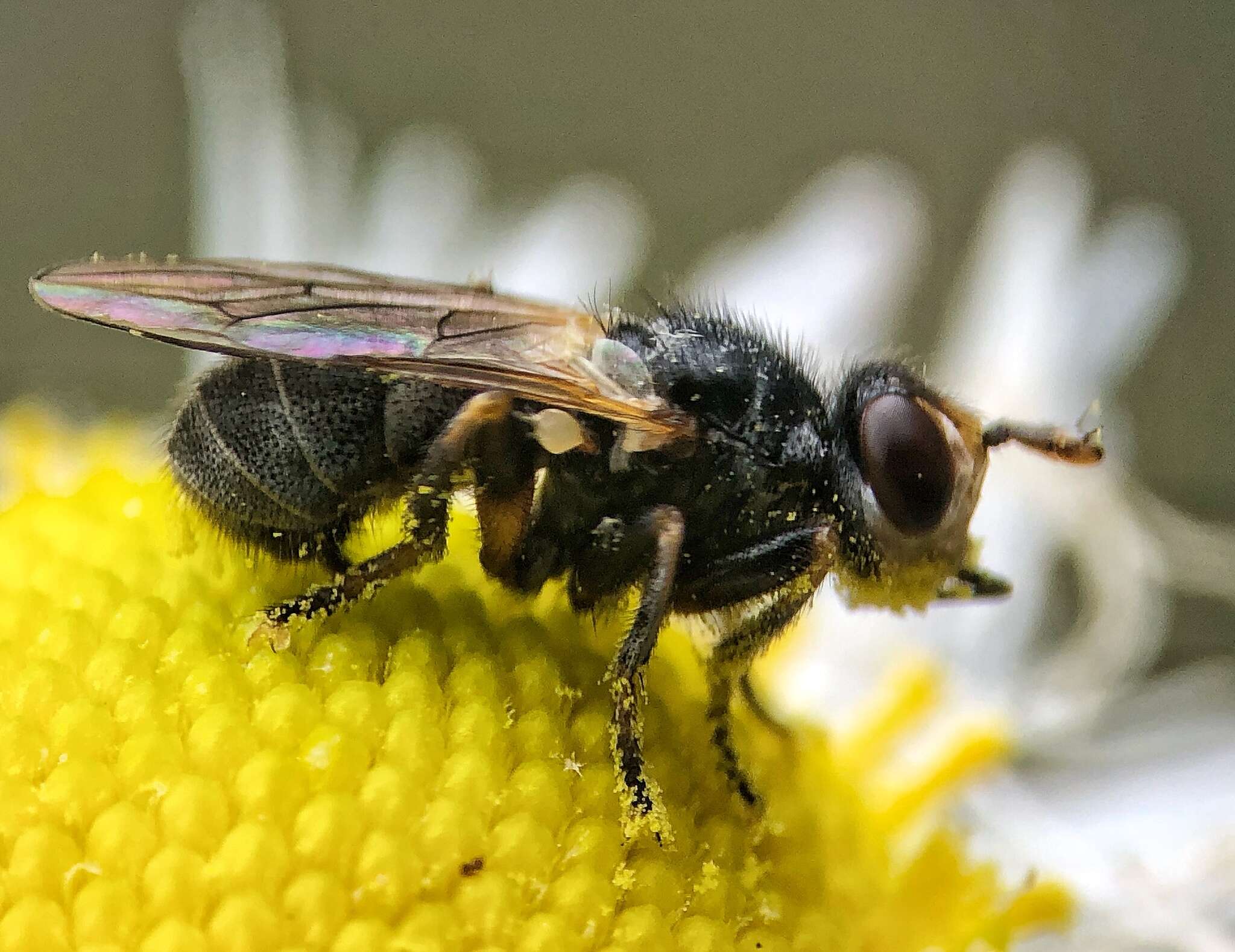 Imagem de Thecophora occidensis (Walker 1849)