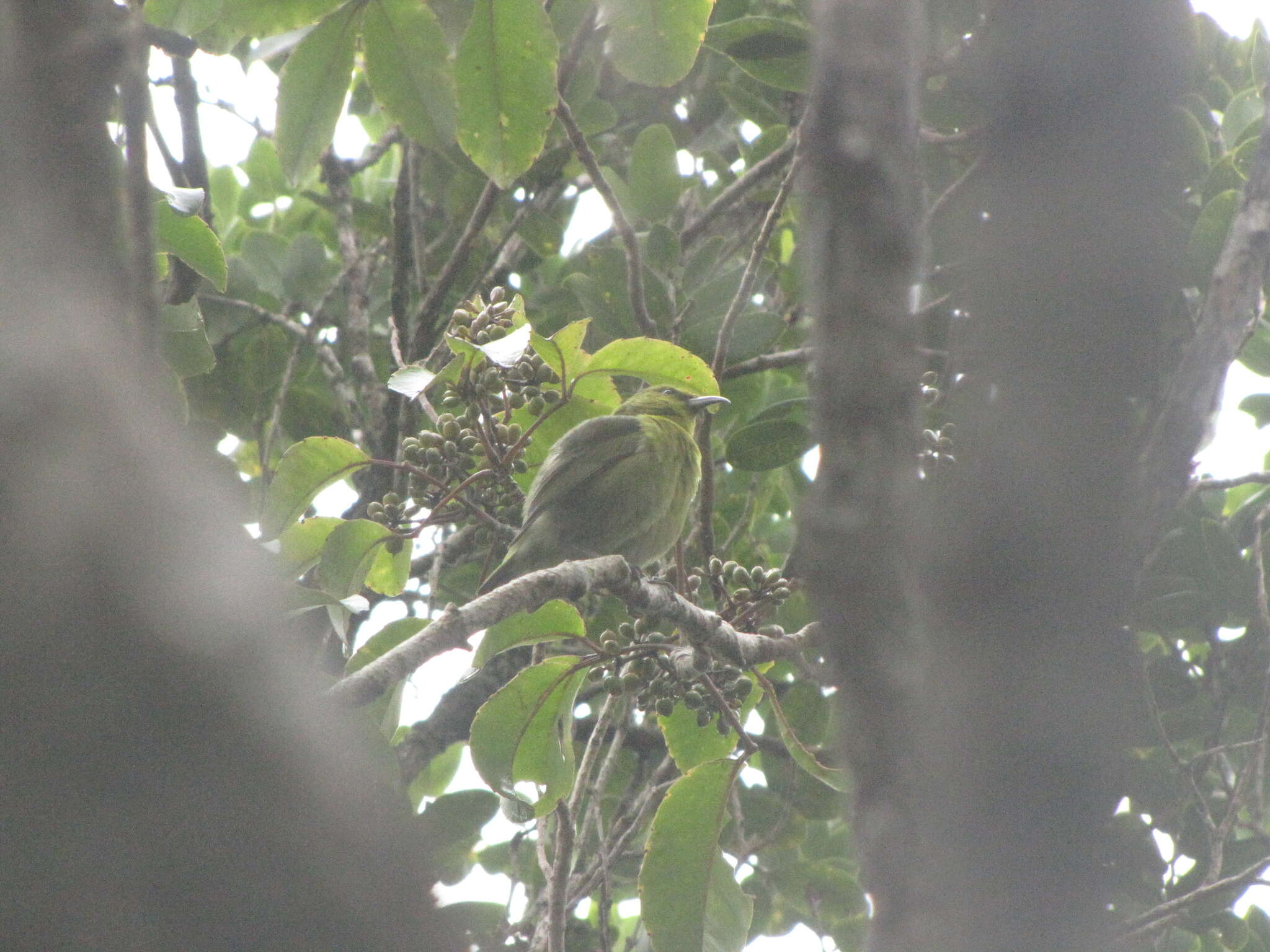 Chlorodrepanis stejnegeri (Wilson & SB 1890)的圖片