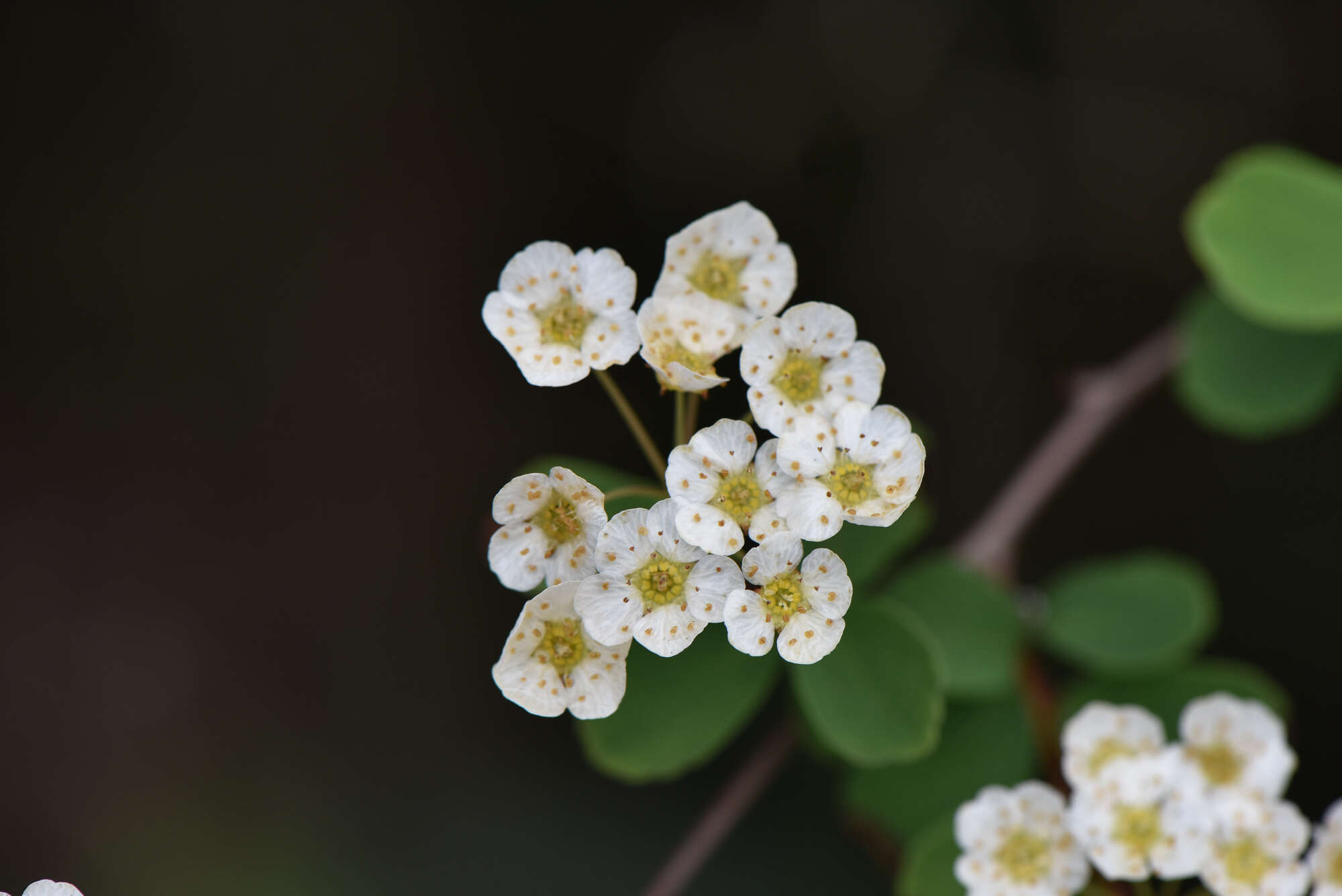 Imagem de Spiraea blumei G. Don