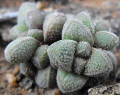 Image of Crassula elegans Schönl. & Baker fil.