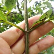 Dendroviguiera eriophora (Greenm.) E. E. Schill. & Panero的圖片