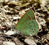 Image of Arizona Hairstreak