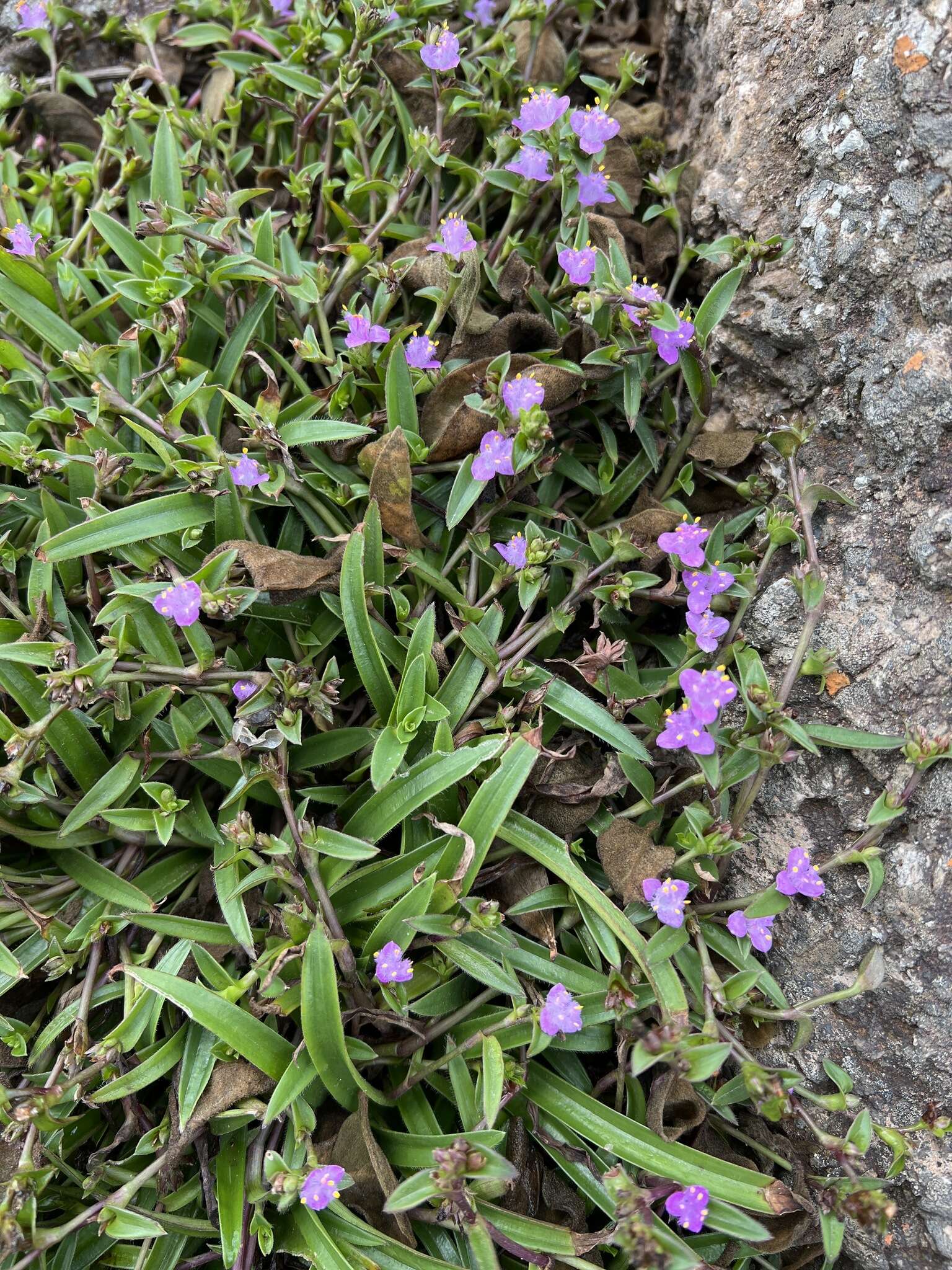 Слика од Cyanotis lapidosa E. Phillips