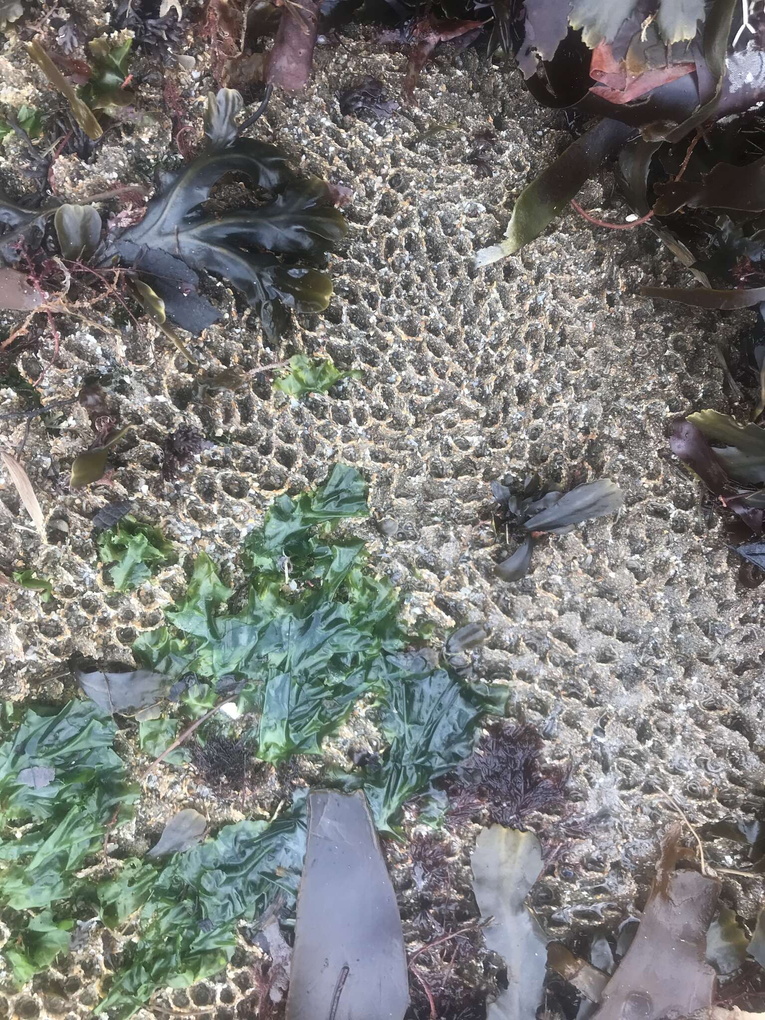 Image of honeycomb worm