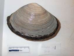 Image of Arctic surfclam