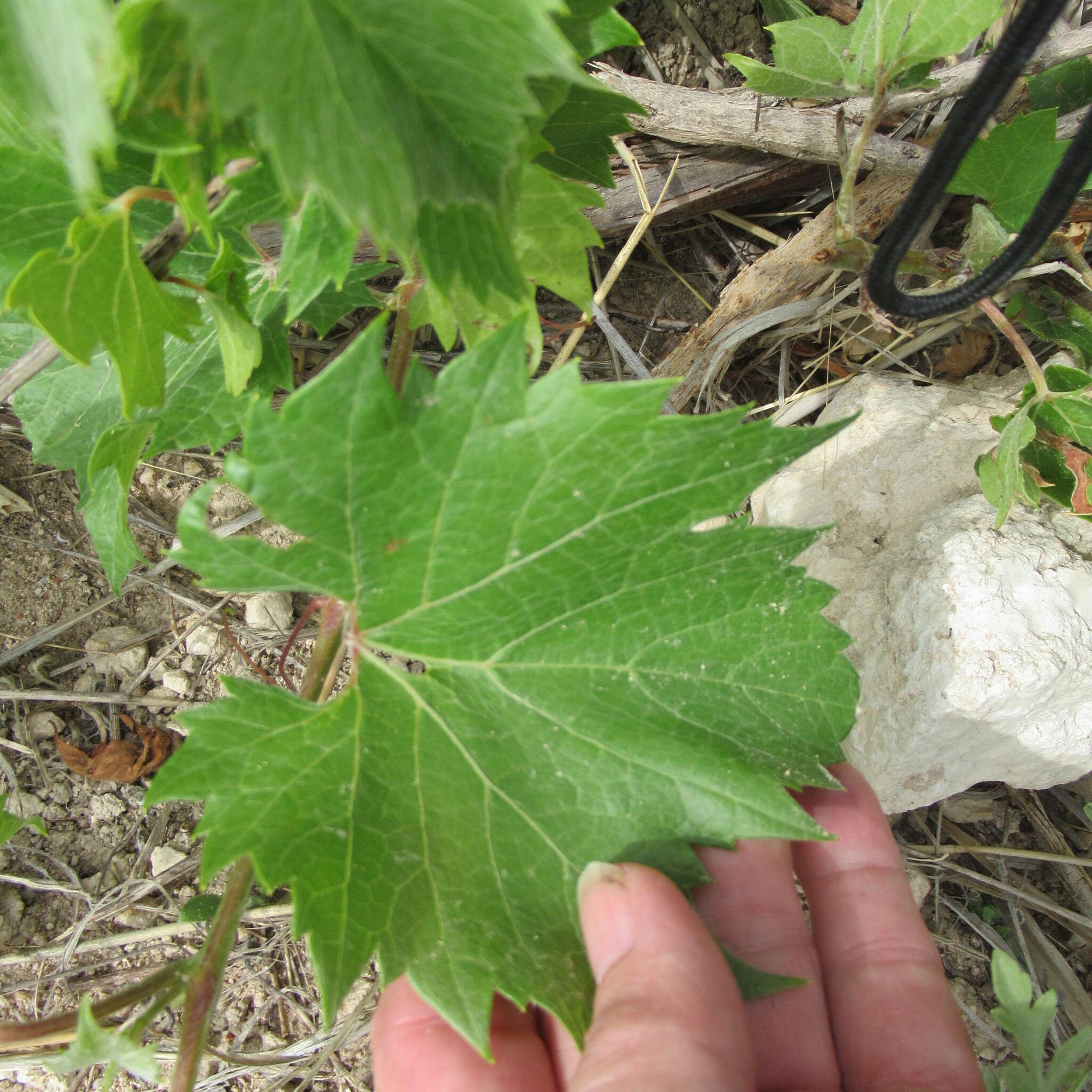 Plancia ëd Vitis acerifolia Raf.