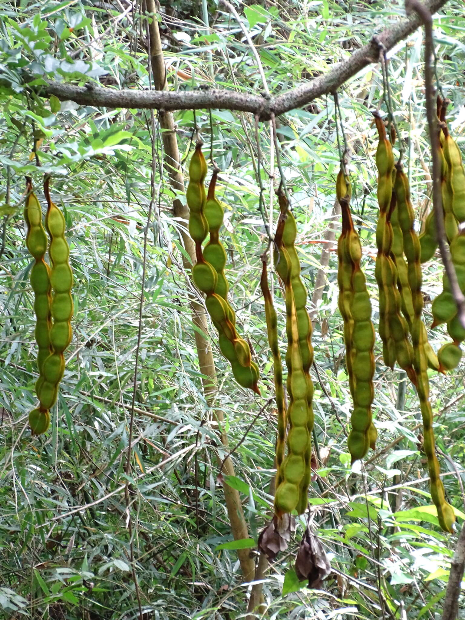 Слика од Mucuna birdwoodiana Tutcher