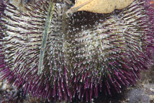 Image of Alexanders sea urchin