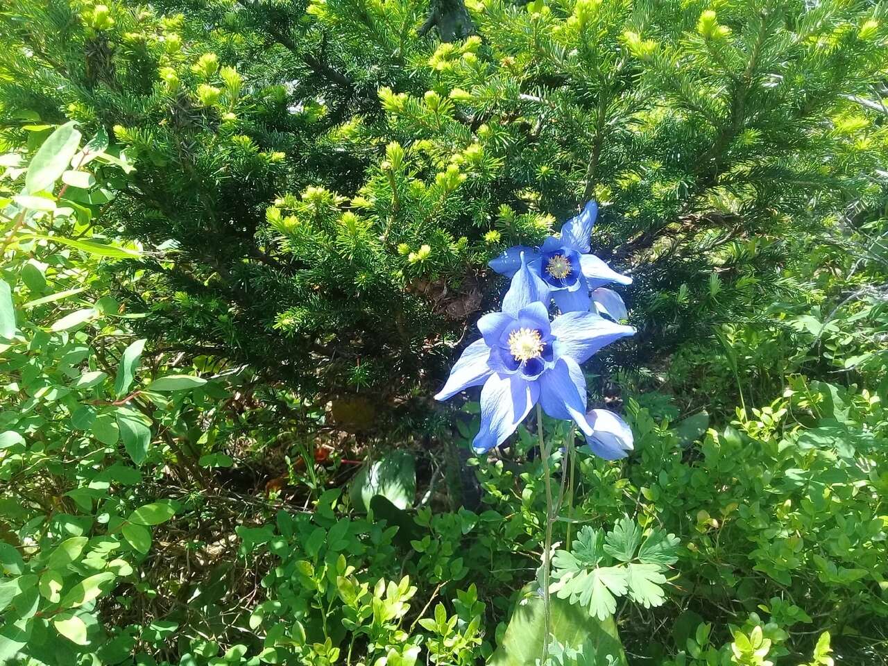 Aquilegia glandulosa Fisch.的圖片