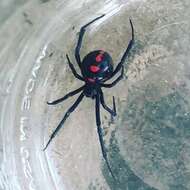 Latrodectus variolus Walckenaer 1837的圖片